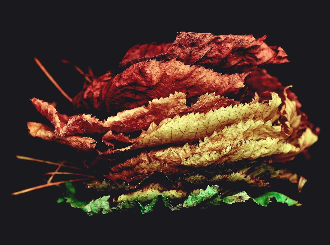 彩虹班车app详情下载教程